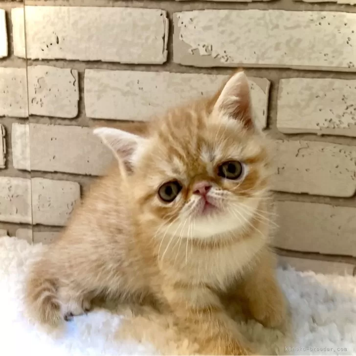 ID:2502-00544の子猫