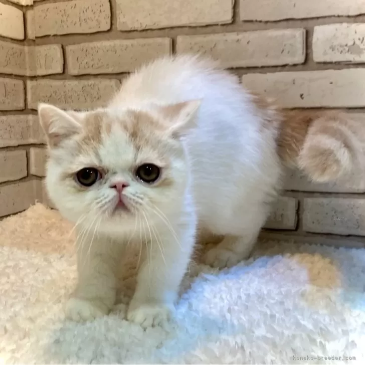 ID:2504-00297の子猫