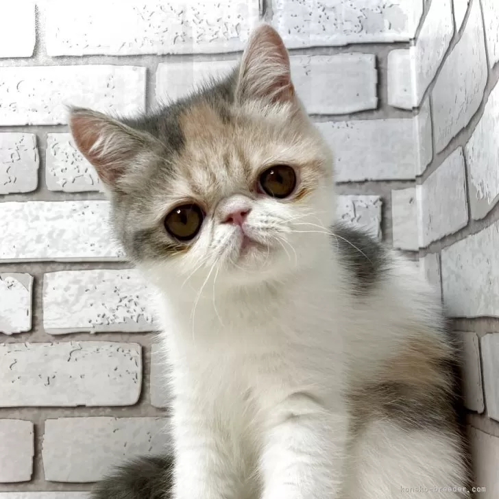 ID：2505-01014の子猫