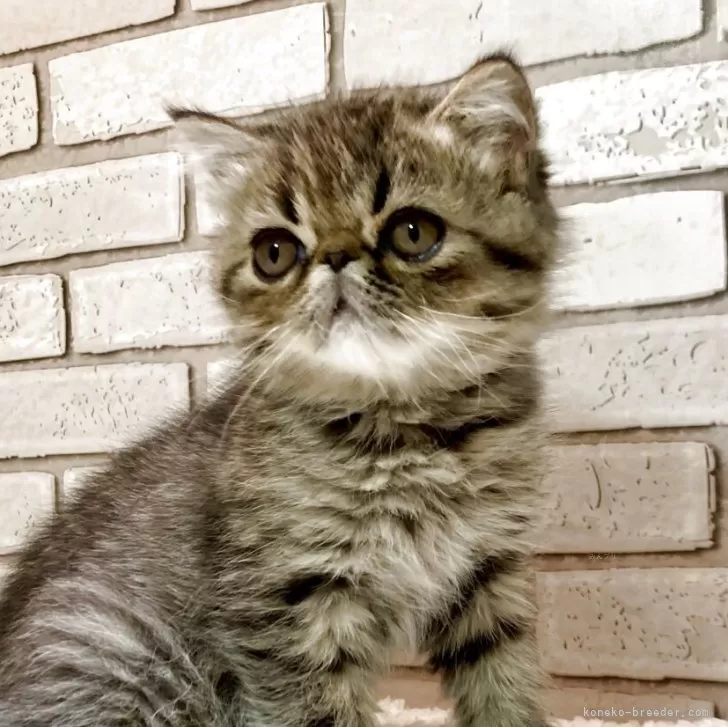 イノリ 様のお迎えした子猫