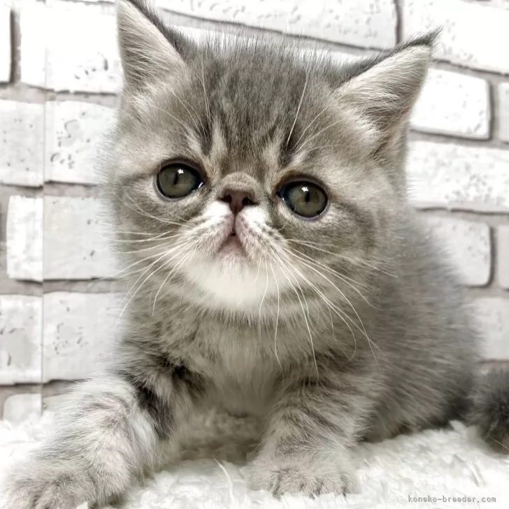 エキゾチックショートヘア【大阪府・男の子・2026年1月10日・ブルータビー&amp;ホワイト】の写真1