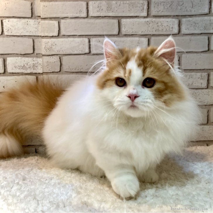 T.Ｉ 様のお迎えした子猫