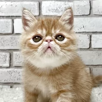 2006年　エキゾチックショート エキゾチックショートヘア【宮崎県・男の子・2025年4月1日