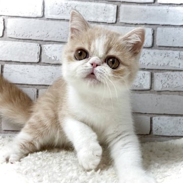 エキゾチックショートヘア【大阪府・男の子・2025年6月18日・クリームタビー&ホワイト】の写真「お目目大きめの男の子🌟」