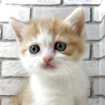 ミヌエット(長足)【大阪府・男の子・2025年10月26日・レッドタビー&ホワイト】の写真「とても人懐っこい男の子(*ฅ́˘ฅ̀*)」