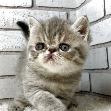 エキゾチックショートヘア【大阪府・女の子・2025年11月9日・ブルーパッチドタビー&ホワイト】の写真「個性的なお顔の女の子です🌟」