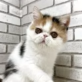 エキゾチックショートヘア