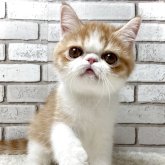 エキゾチックショートヘア