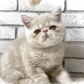 エキゾチックショートヘア