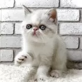 エキゾチックショートヘア