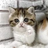 ミヌエット(長足)