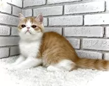 エキゾチックショートヘア【大阪府・男の子・2025年6月18日・レッドタビー&ホワイト】の写真3