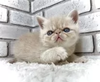 エキゾチックショートヘア【大阪府・男の子・2025年11月9日・クリームタビー&ホワイト】の写真6