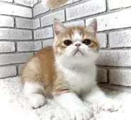 エキゾチックショートヘア【大阪府・男の子・2025年6月18日・レッドタビー&ホワイト】の写真5