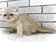 エキゾチックショートヘア【大阪府・男の子・2025年11月9日・クリームタビー&ホワイト】の写真8