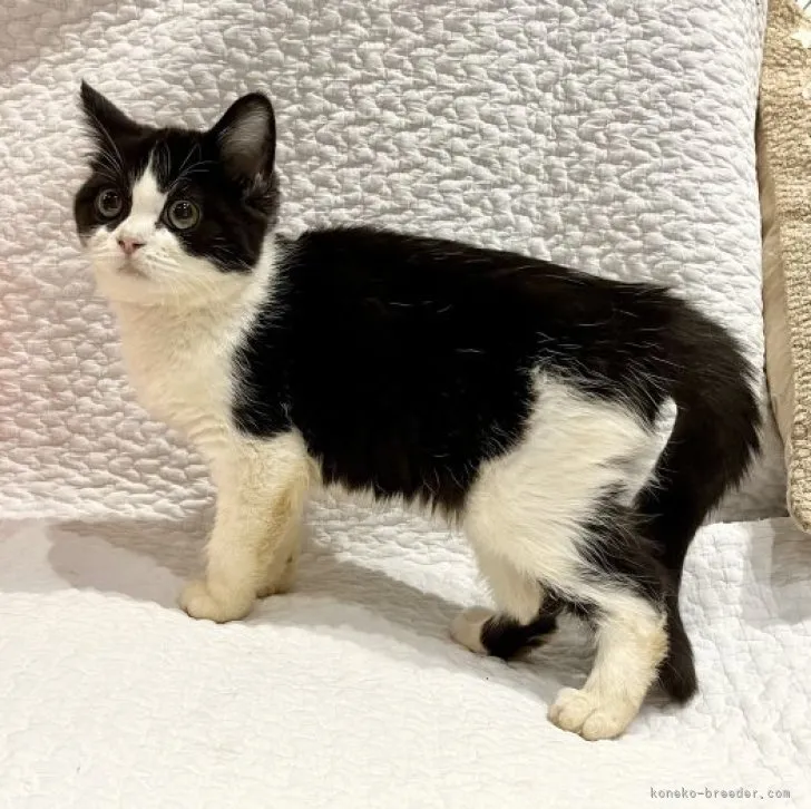 ID：2309-01729の子猫