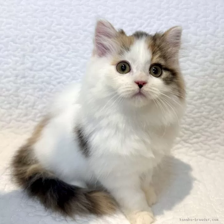ID:2410-02920の子猫
