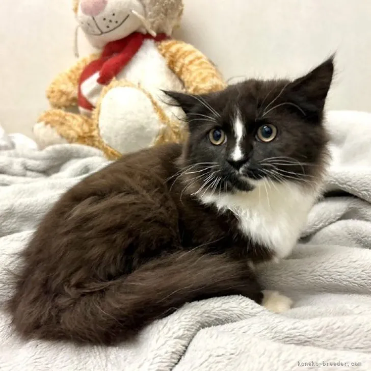 ID:2311-01170の子猫