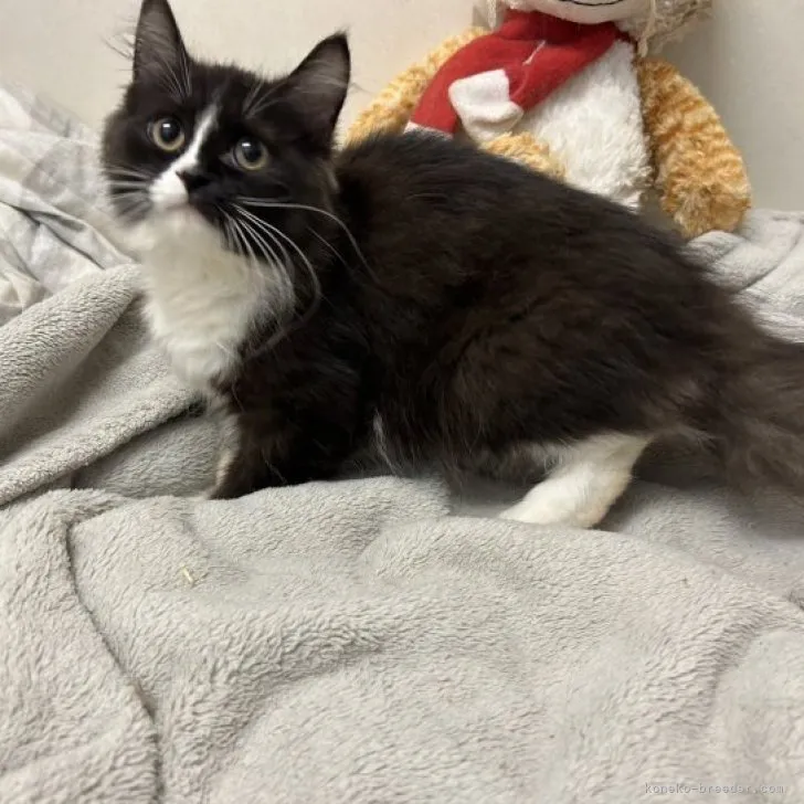 ID：2312-00770の子猫