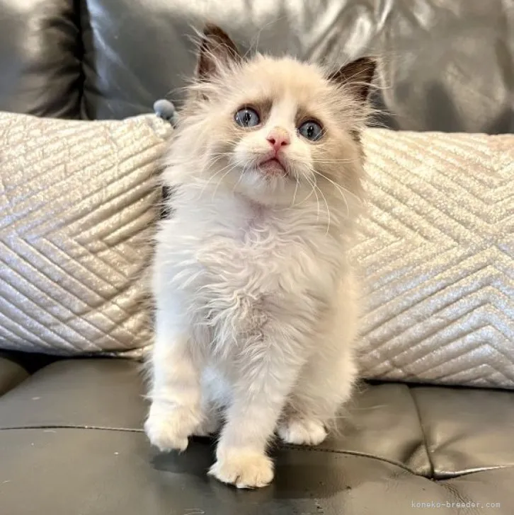 ID：2307-02172の子猫