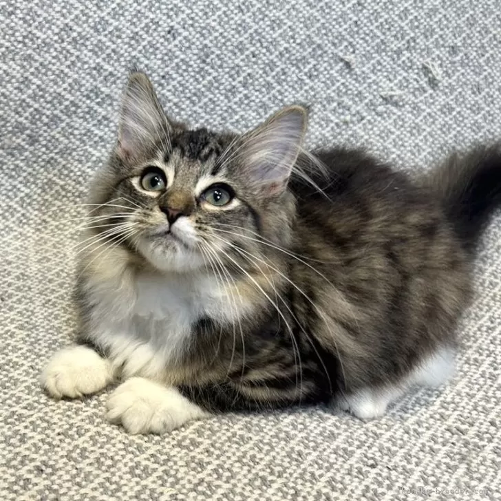ID:2406-01417の子猫