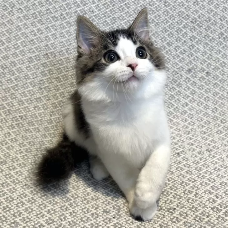 ID:2407-03352の子猫