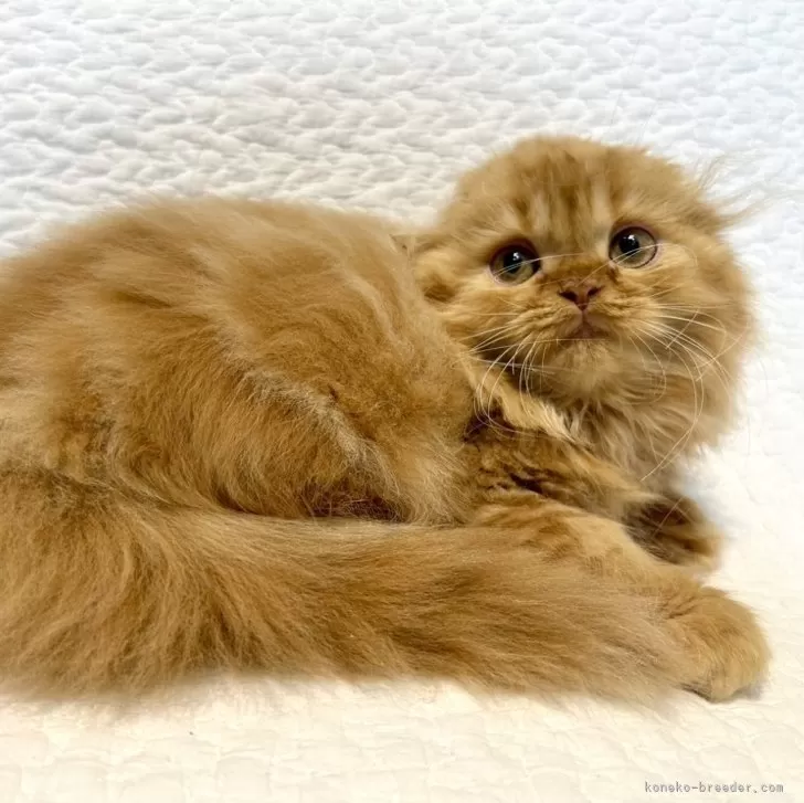 ID：2410-00553の子猫
