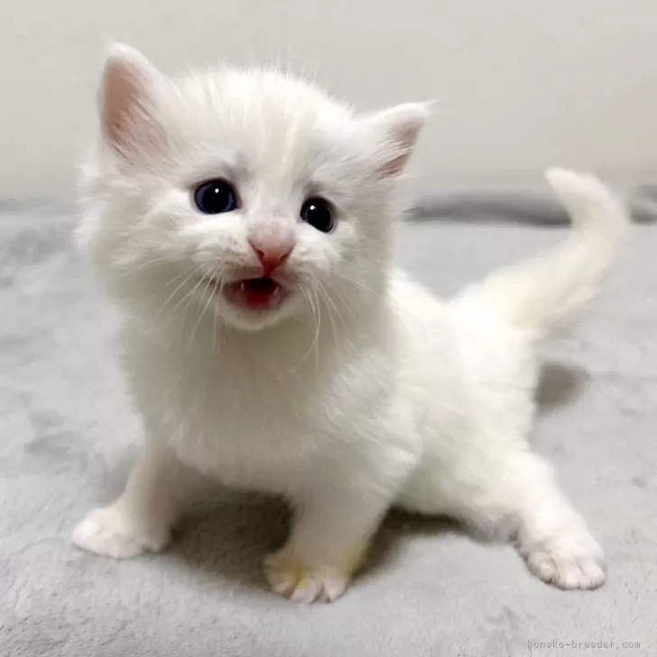 ID：2406-01556の子猫