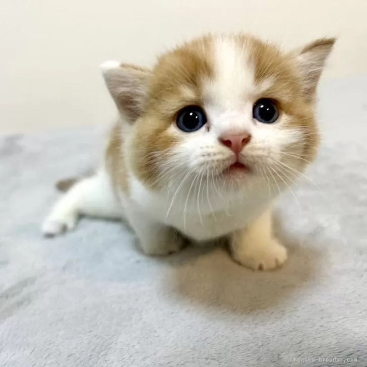 ID:2405-03804の子猫