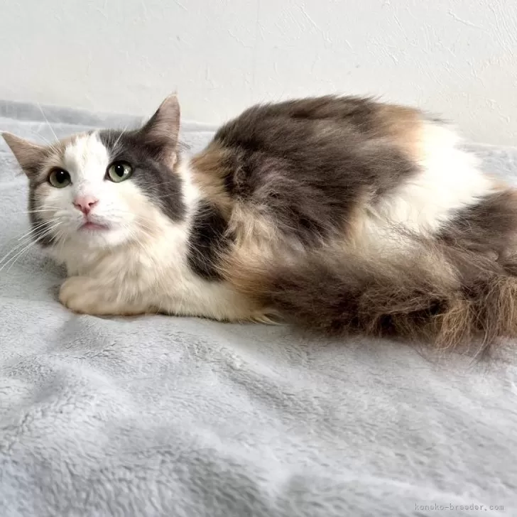 ID:2404-01759の子猫