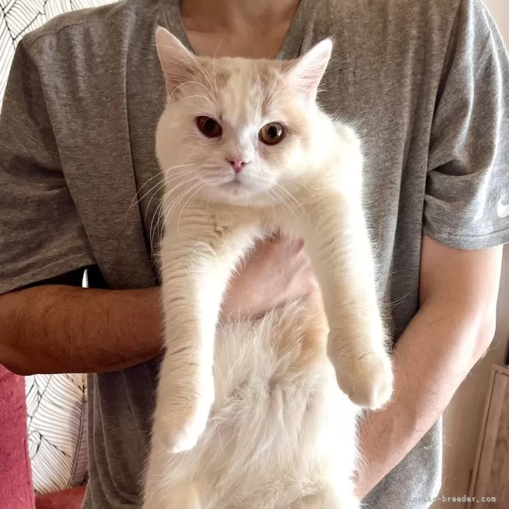 ID：2406-01384の子猫