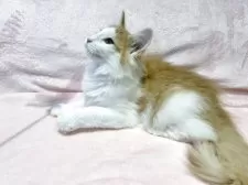 ノルウェージャンフォレストキャット【東京都・男の子・2025年7月5日・レッドタビー&ホワイト】の写真9