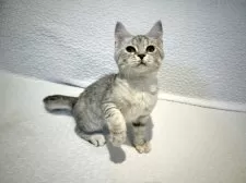 マンチカン(長足)【東京都・女の子・2025年7月7日・シルバータビー】の写真10