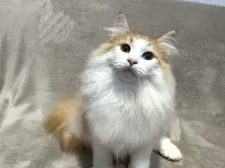 ノルウェージャンフォレストキャット【東京都・男の子・2024年9月8日・レッドクラシックタビー&ホワイト】の写真9