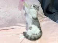 スコティッシュフォールド(折れ耳)【東京都・女の子・2025年6月8日・ブルータビー&ホワイト】の写真11