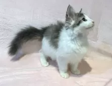 ノルウェージャンフォレストキャット【東京都・男の子・2025年7月30日・ブルーマッカレルタビー&ホワイト】の写真12