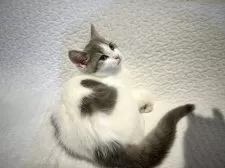 スコティッシュフォールド(立ち耳)【東京都・女の子・2025年6月8日・ブルータビー&ホワイト】の写真14