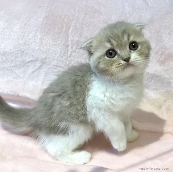 スコティッシュフォールド(折れ耳)【東京都・女の子・2025年9月12日・ライラックタビー&amp;ホワイト】の写真1