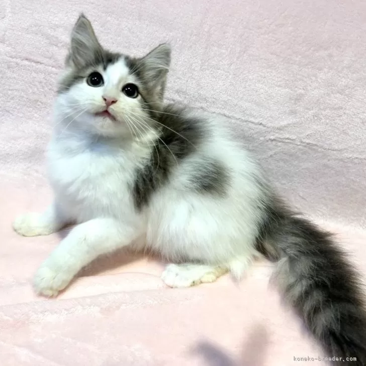 ノルウェージャンフォレストキャット【東京都・男の子・2025年7月30日・ブルーマッカレルタビー&ホワイト】の写真1