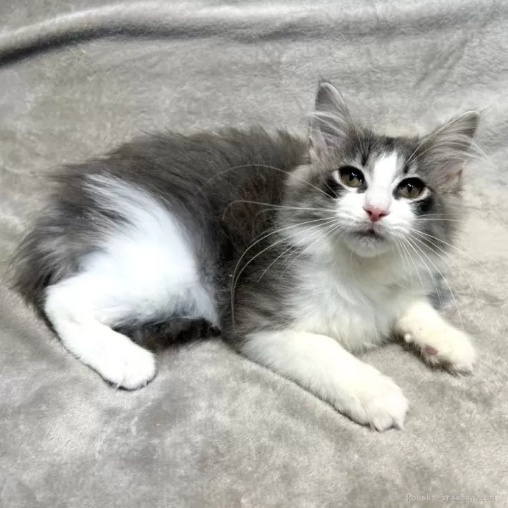ID:2502-00535の子猫