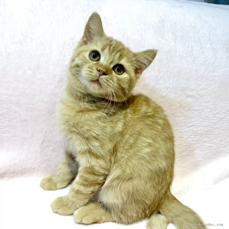 ブリティッシュSHxノルウェージャンMIX【東京都・男の子・2025年8月19日・レッドタビー】の写真1「口元がブリティッシュのパパ譲りで、モコッとしていて可愛らしいです🥰」