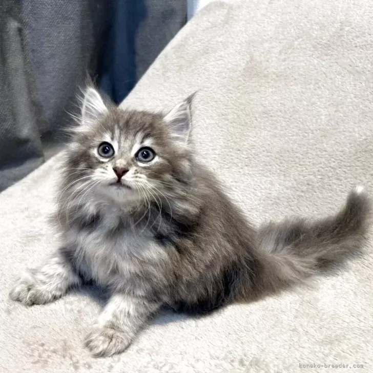 ID：2506-01916の子猫