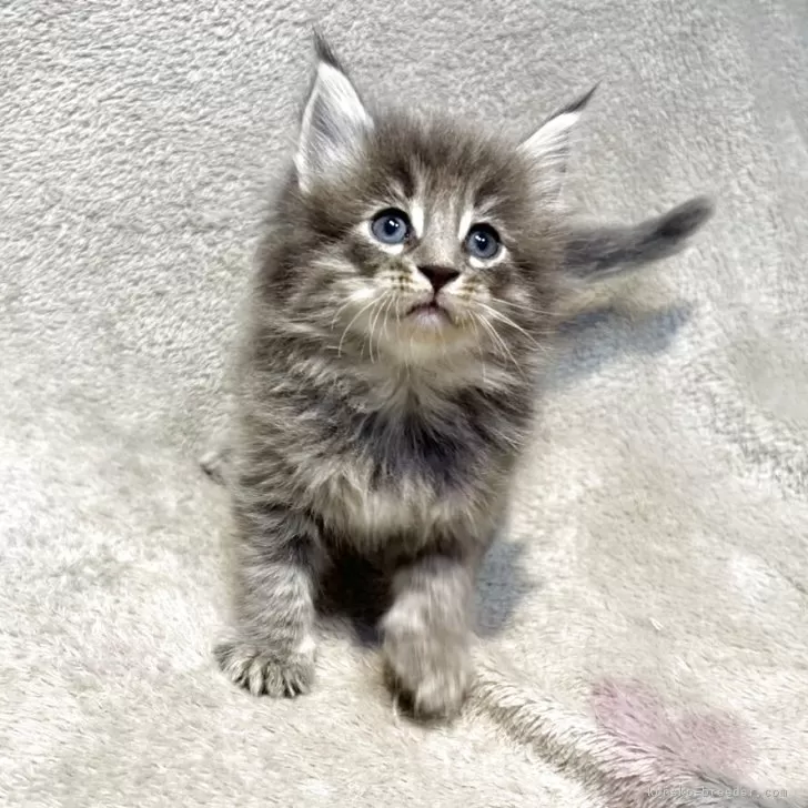 くにきや 様のお迎えした子猫