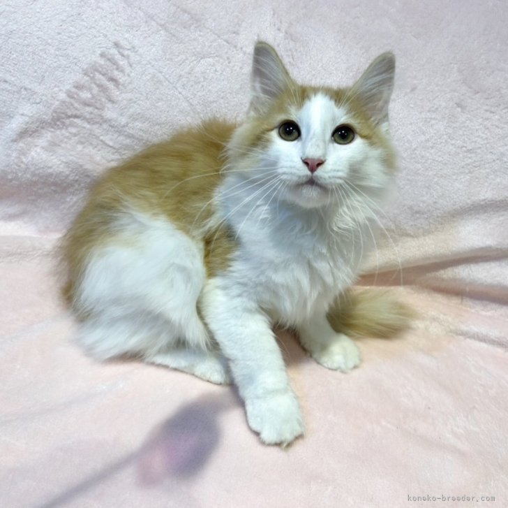 ブリーダー画像