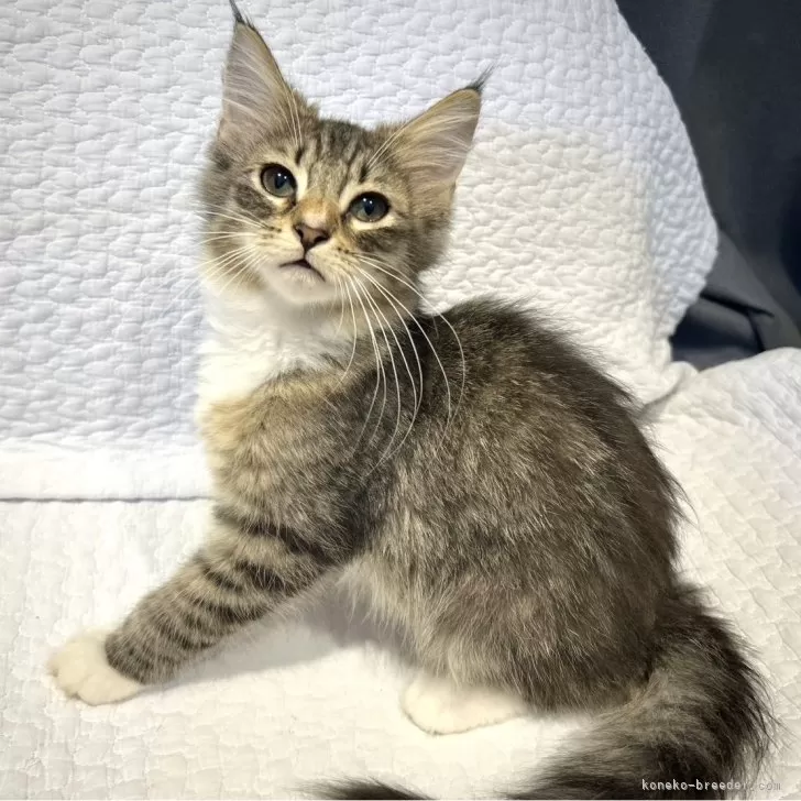 ID：2509-00934の子猫