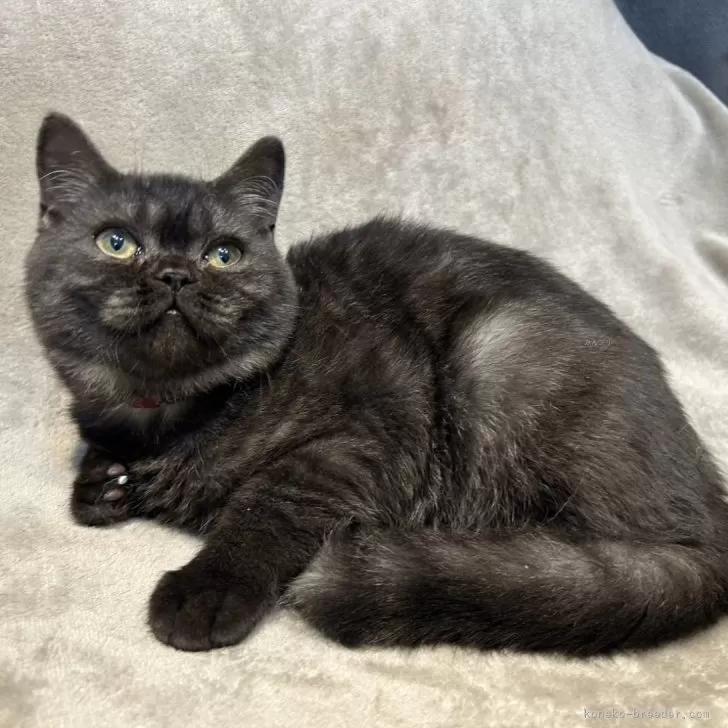 ID:2409-02333の子猫