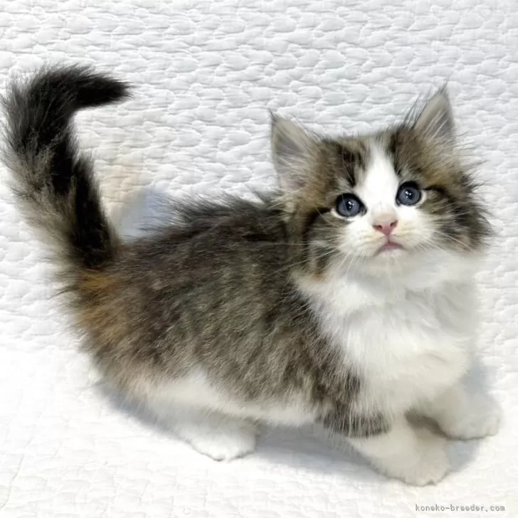 ノルウェージャンフォレストキャット【東京都・女の子・2025年7月22日・ブラウンパッチドマッカレルタビー&amp;ホワイト】の写真1