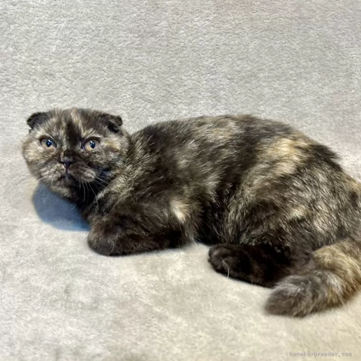 ソフィちゃん 様のお迎えした子猫