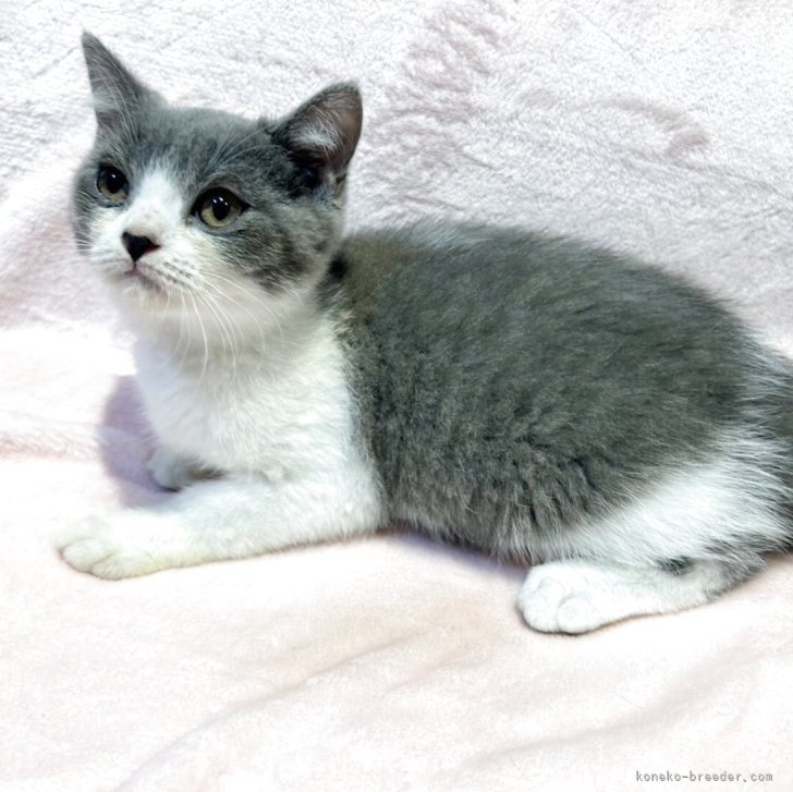 ブリーダー画像