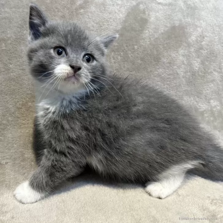 ID：2501-00172の子猫